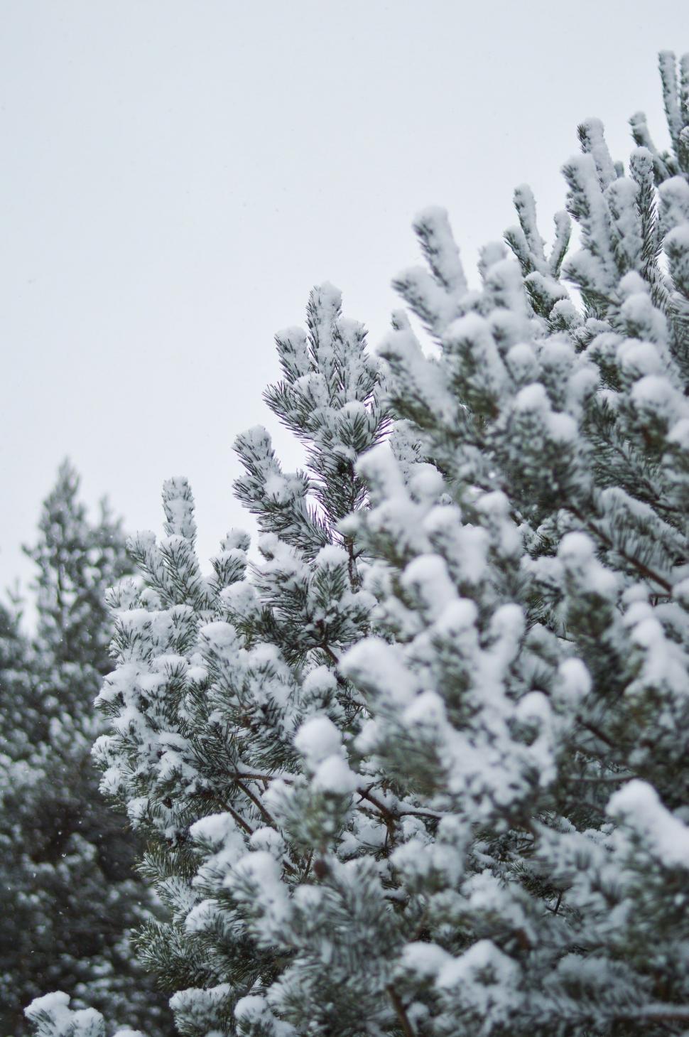 Free Image of Snow Covered Trees in Black and White 