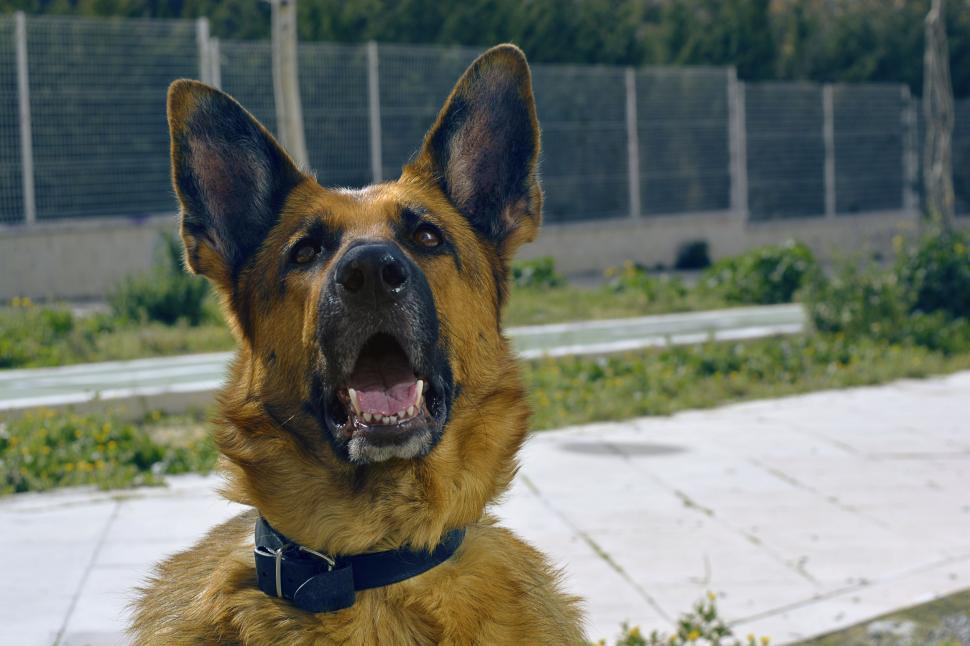Free Image of Dog Sitting in Grass With Mouth Open 