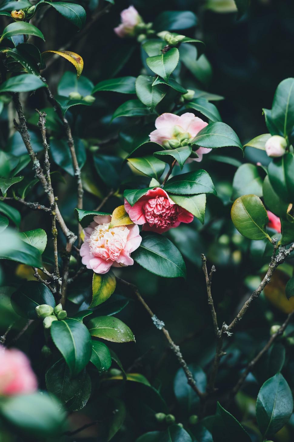 Free Image of Bush With Pink Flowers and Green Leaves 