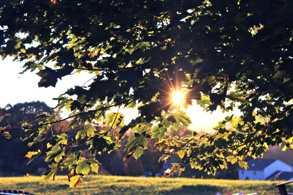 Free Image of Sun Shines Through Leaves of Tree 