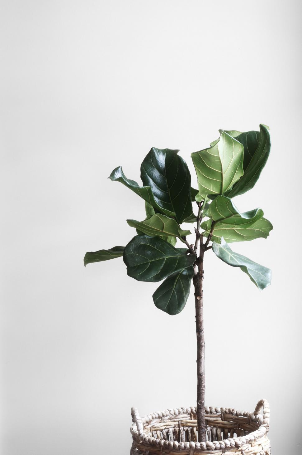 Free Image of Plant in Woven Basket on Table 