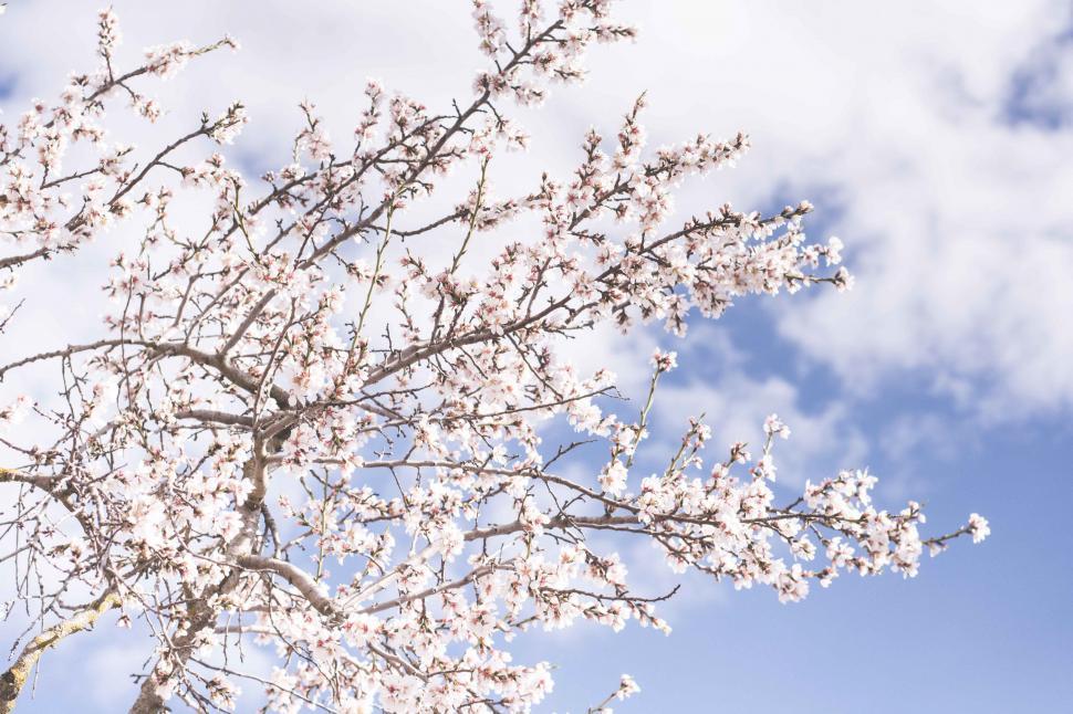 Free Image of Tree With White Flowers Against Blue Sky 
