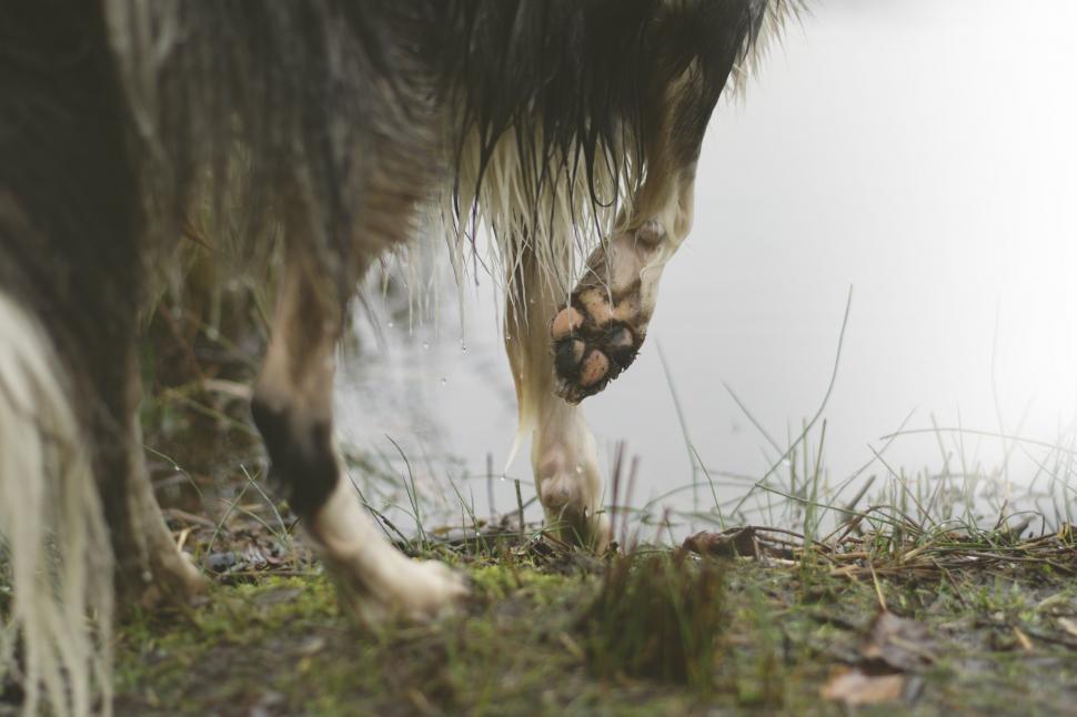 Free Image of Close Up of a Dogs Paw on the Ground 