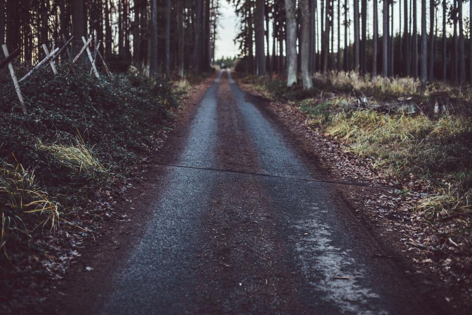 Free Image of Dirt Road Cutting Through Forest 