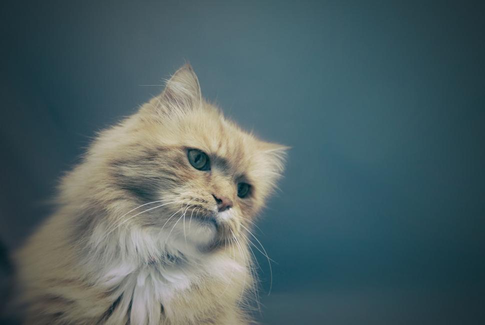 Free Image of Fluffy White Cat With Blue Eyes Sitting Down 