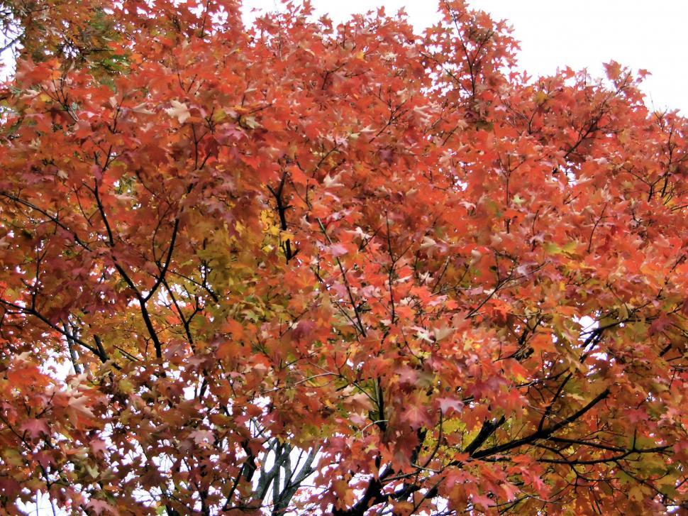 Free Image of Autumn Comes 