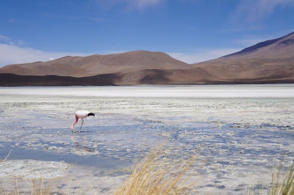 Free Image of Bird Standing in Shallow Water 