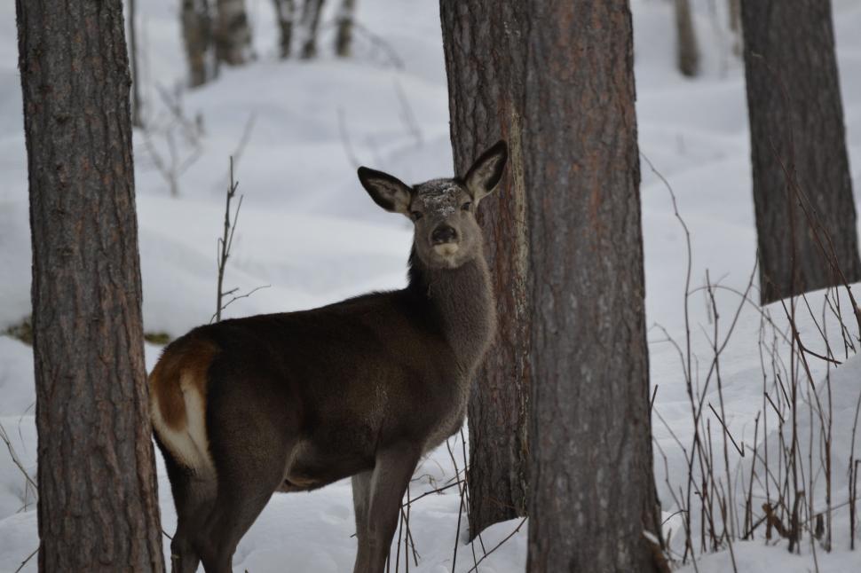 Free Image of Deer Standing in Middle of Forest 