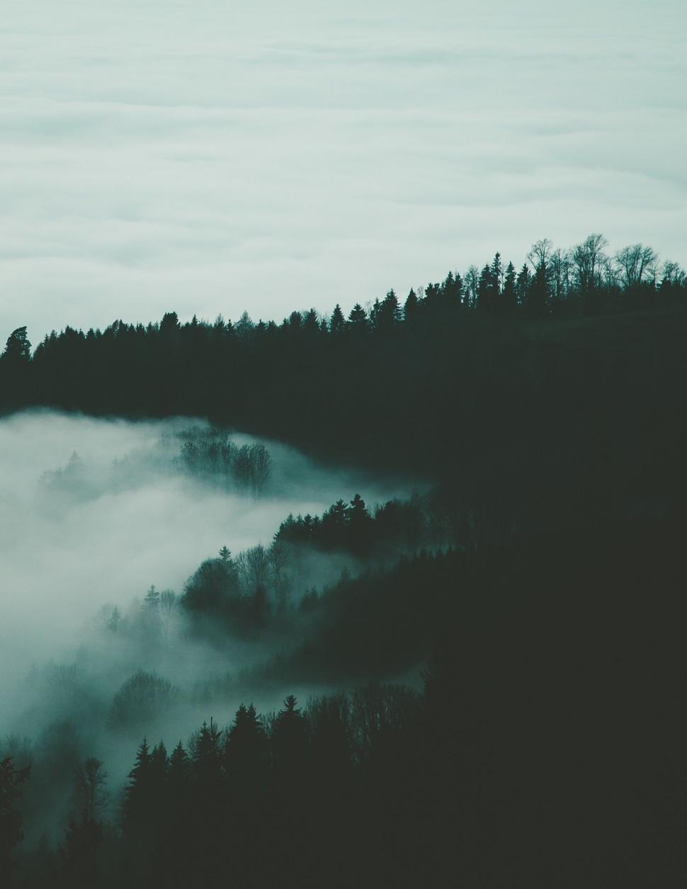 Free Image of Misty Forest Landscape in Black and White 