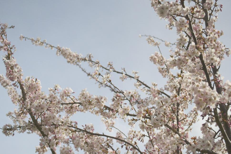 Free Image of Tree With White Flowers Against Blue Sky 