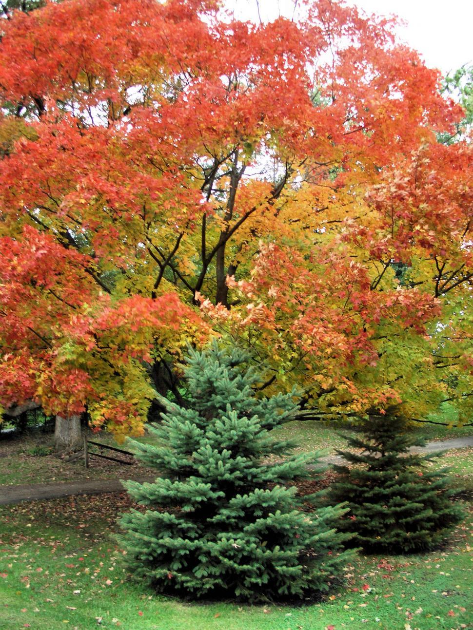 Free Image of A Beautiful Fall Day 