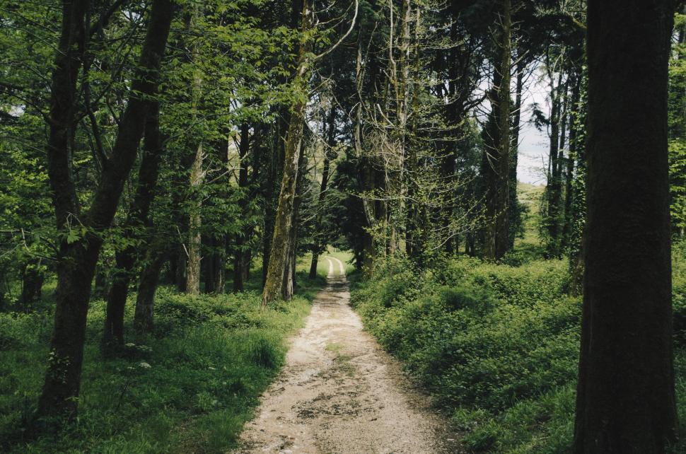 Free Image of Dirt Road Cutting Through Forest 