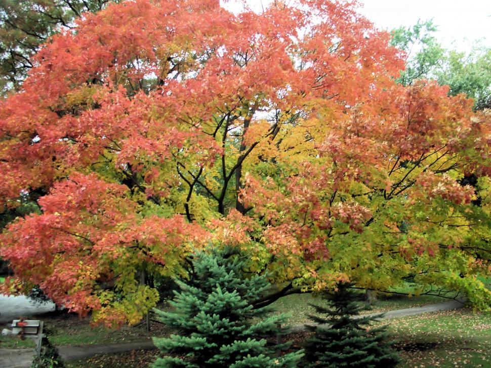 Free Image of A Beautiful Fall Day 