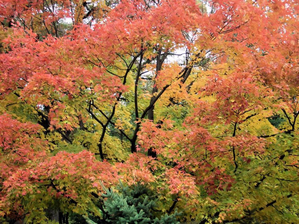 Free Image of A Beautiful Fall Day 