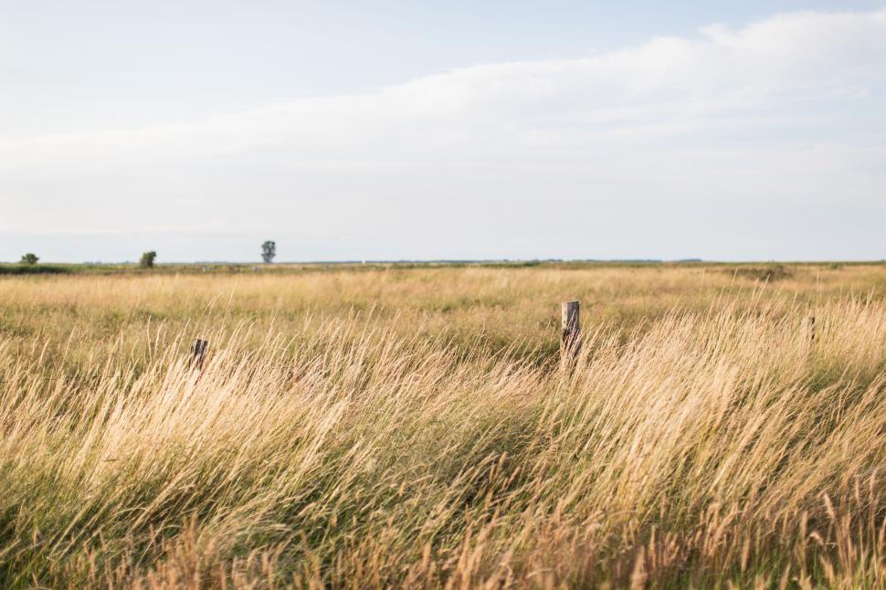 Free Image of Field of Tall Grass With Trees in Background 