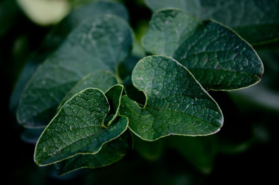 Free Image of Close Up of a Plant With Green Leaves 