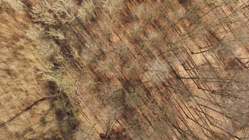 Free Image of Close Up View of a Tree Trunk 
