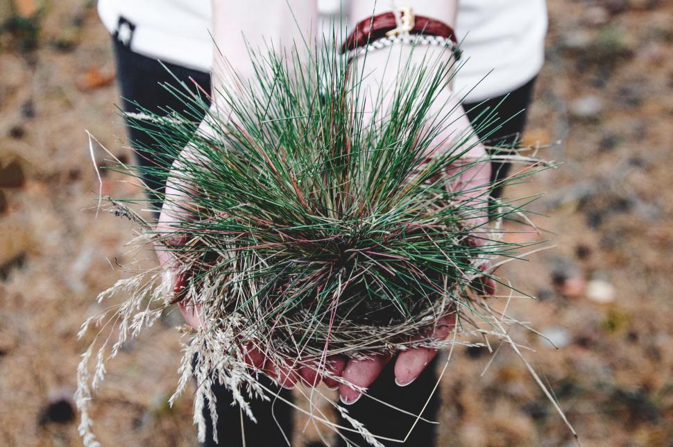 Free Image of Person Holding a Plant in Their Hands 