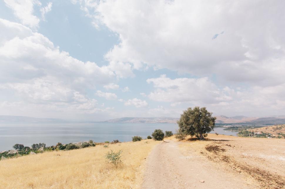 Free Image of Dirt Road With Tree 