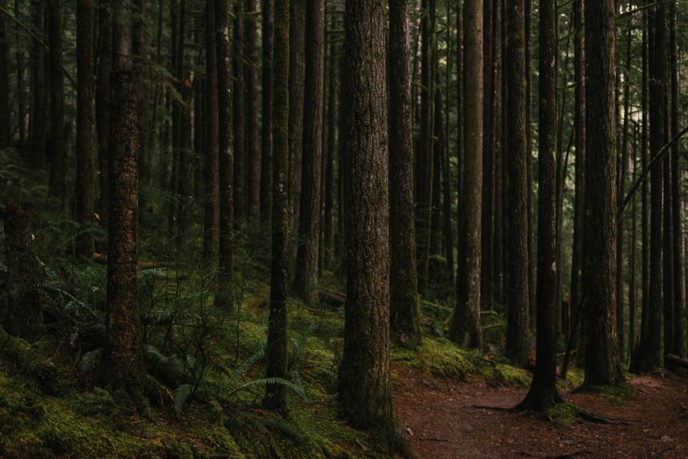 Free Image of Dense Forest With Tall Trees 