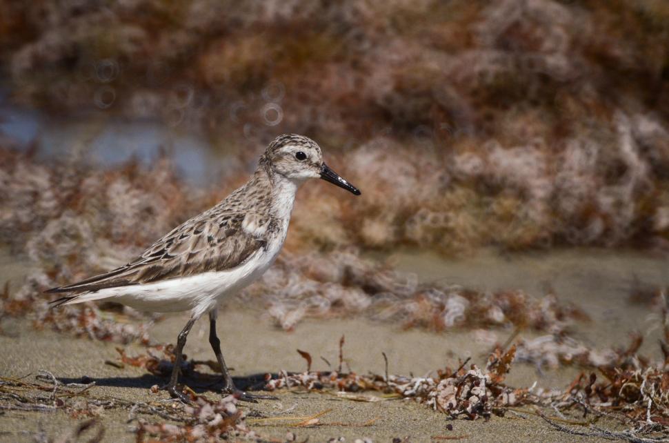 Free Image of Small Bird Standing on Top of Sandy Beach 