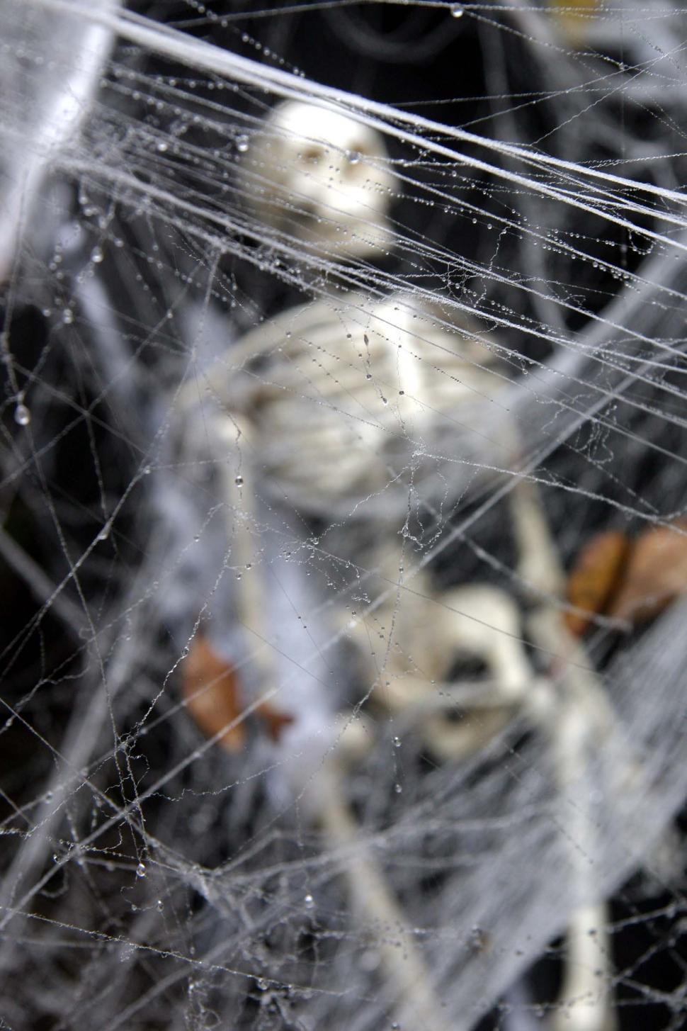 Free Image of Skeleton in Spider Web Costume 