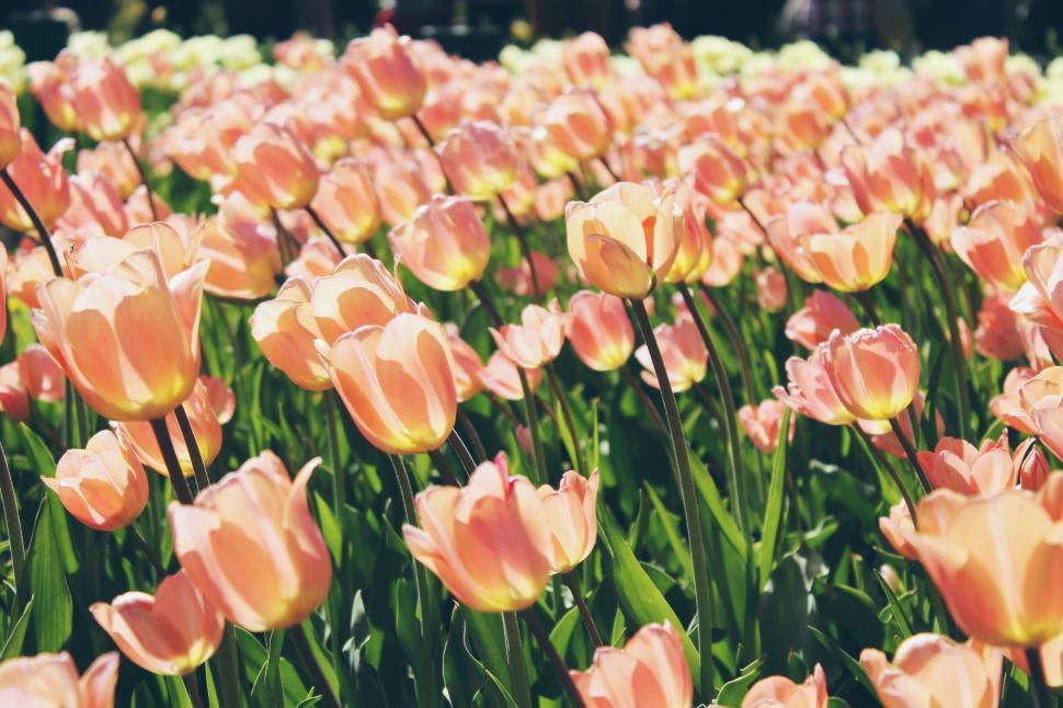 Free Image of Field of Pink Flowers With Green Leaves 