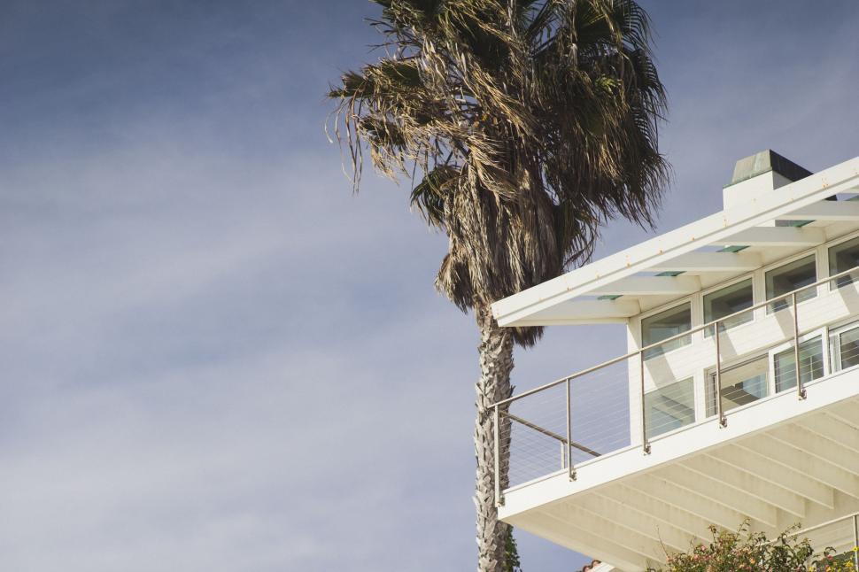 Free Image of Tall Palm Tree Next to White Building 