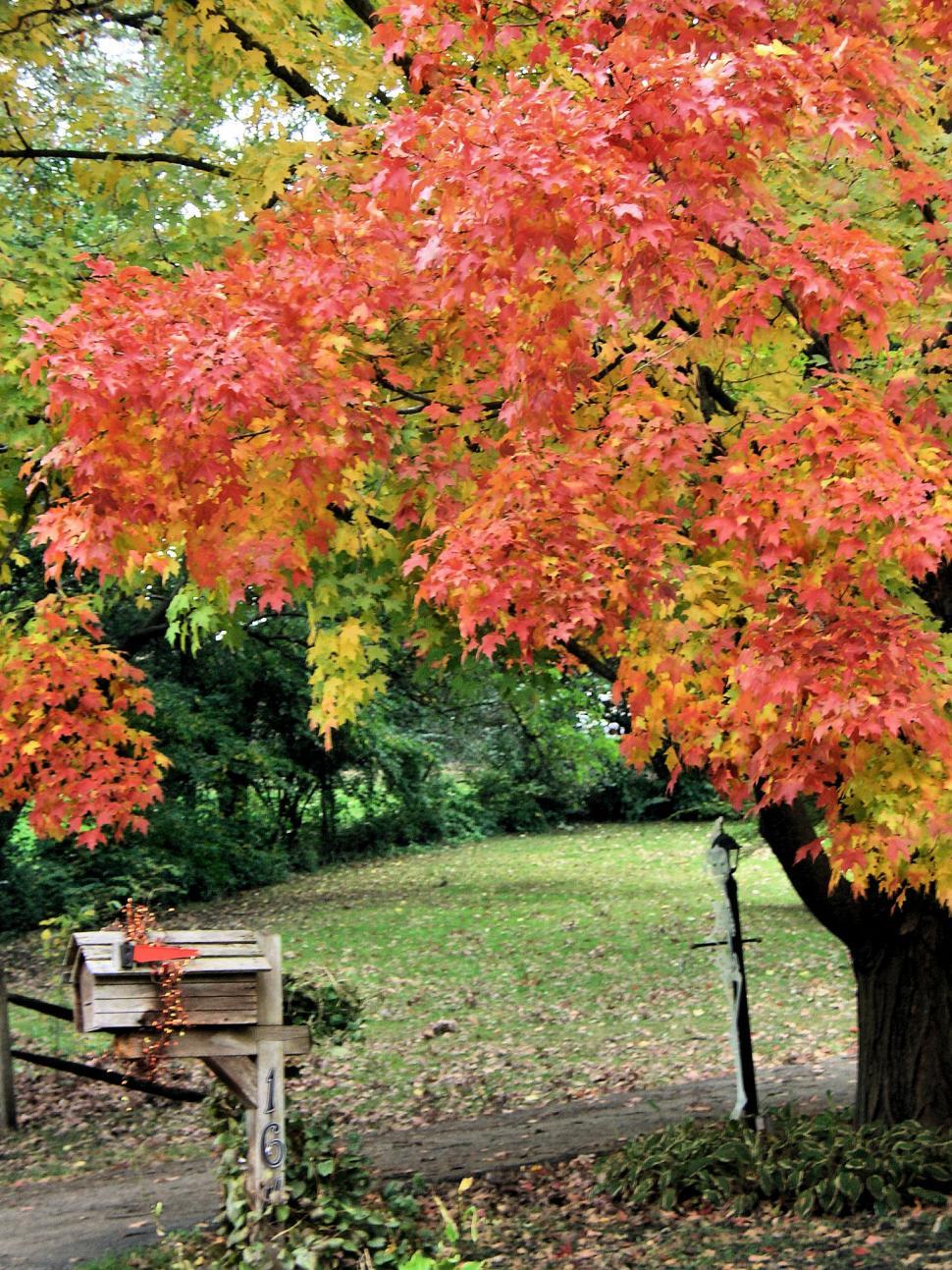 Free Image of A Day in the Country 