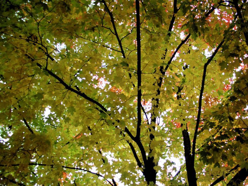 Free Image of A Day in the Country 