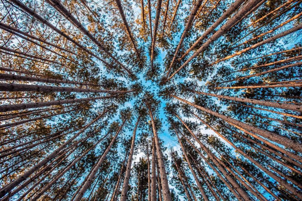 Free Image of Towering Trees in a Dense Forest 