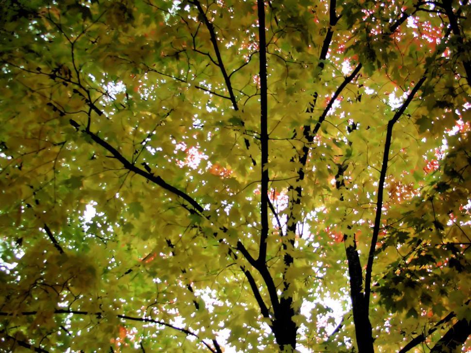 Free Image of Fall Leaves 