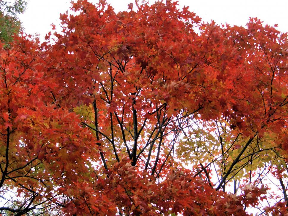 Free Image of Fall Leaves 