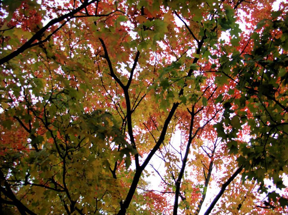 Free Image of Changing Colors 