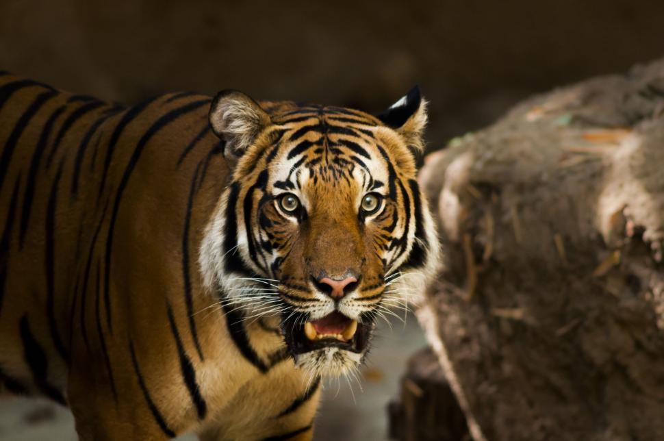 Free Image of Tiger Walking Along Rocky Area Near Large Rock 