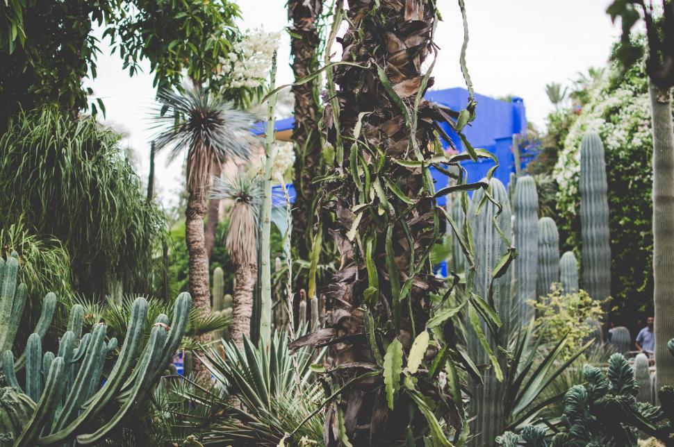 Free Image of Diverse Array of Plants in a Garden 