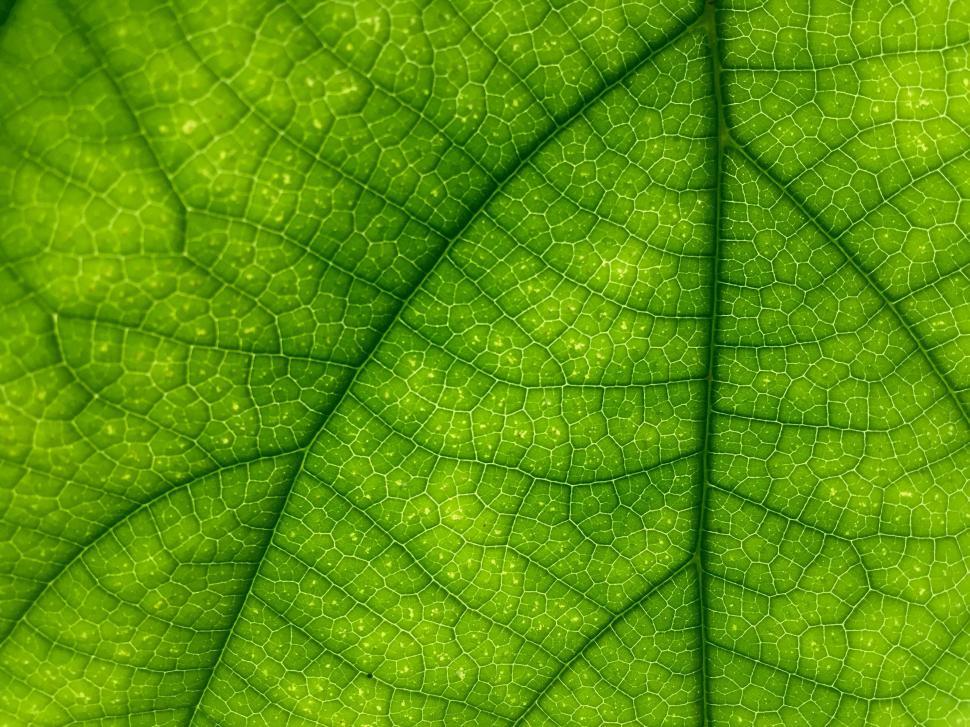 Free Image of Close Up View of a Green Leaf 