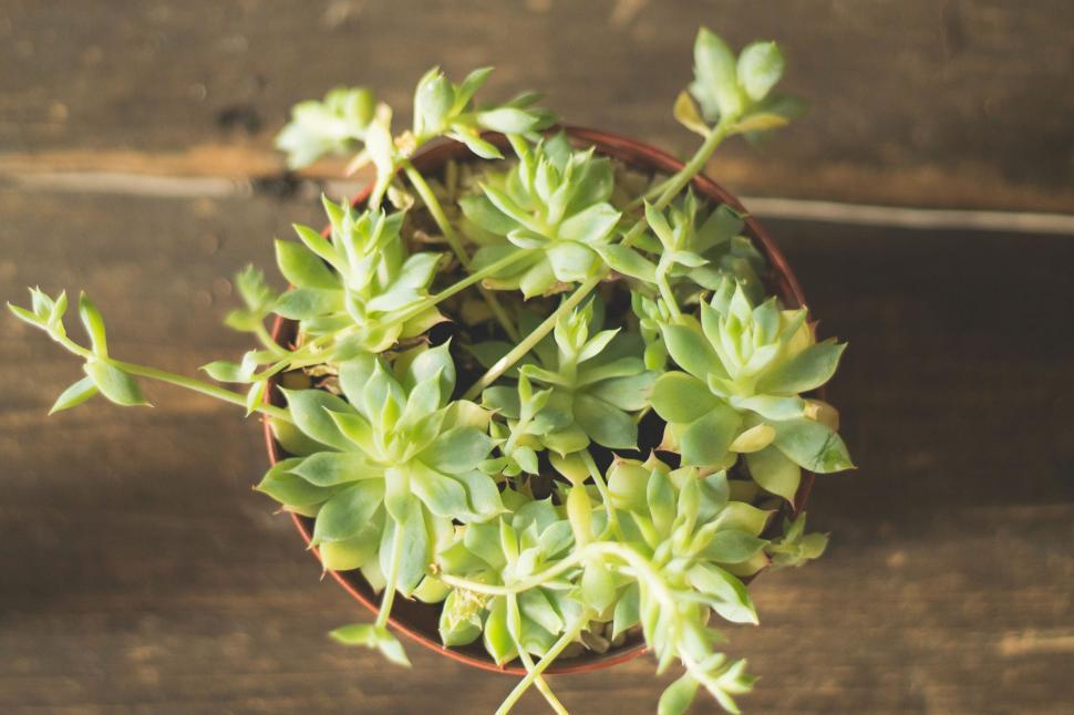 Free Image of Potted Plant With Green Leaves on Wooden Table 