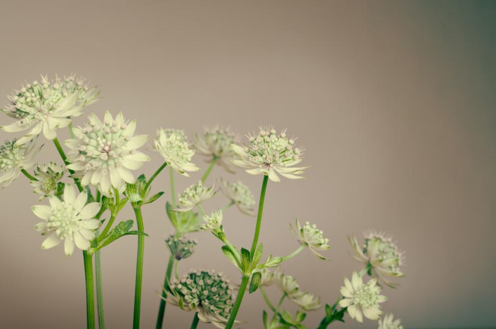 Free Image of A Bunch of Flowers in a Vase 