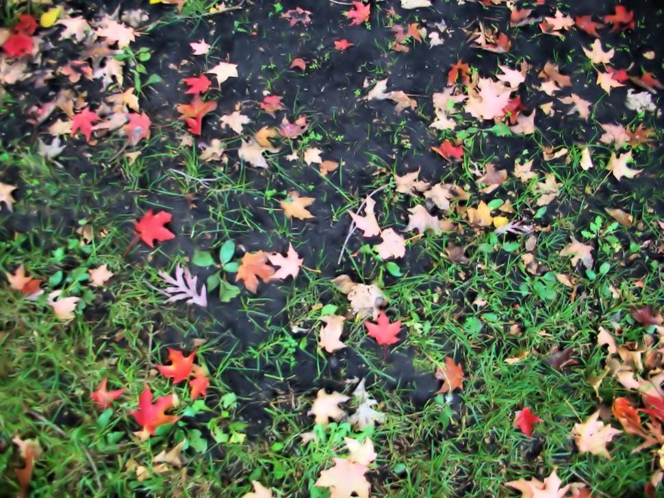 Free Image of Fall 