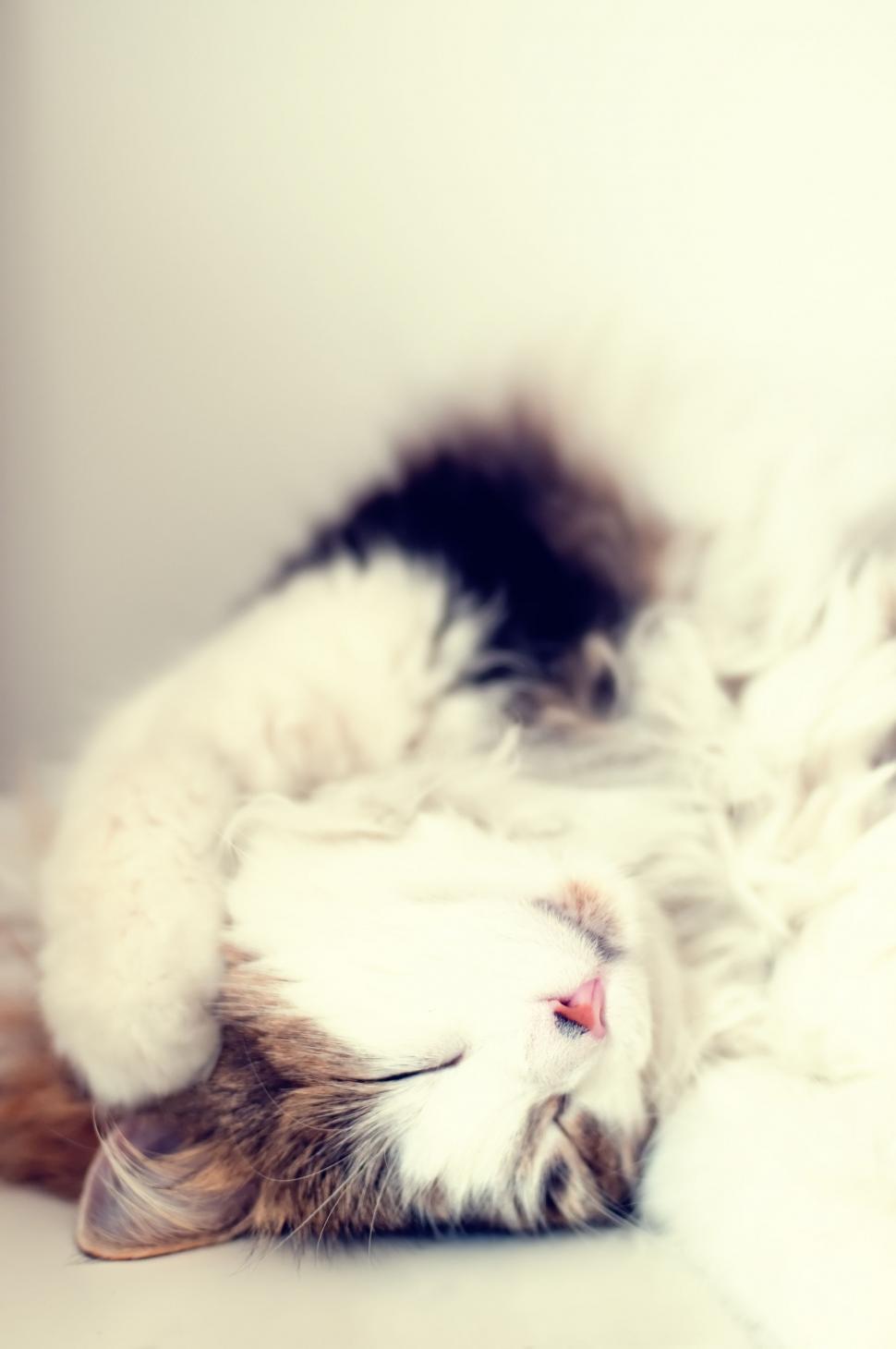 Free Image of Cat Laying on Back 