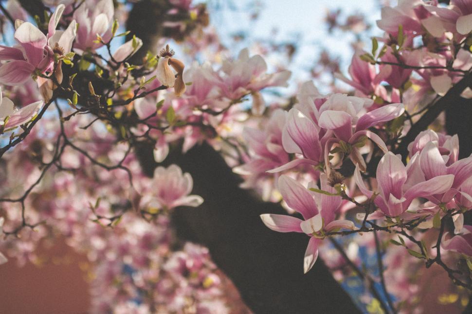 Free Image of Close Up of a Tree With Pink Flowers 