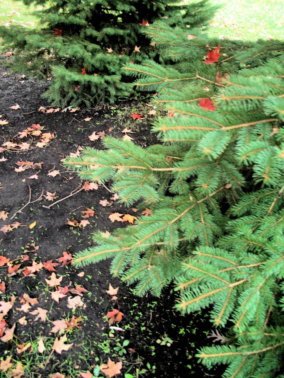 Free Image of Cat Sitting Next to Tree 