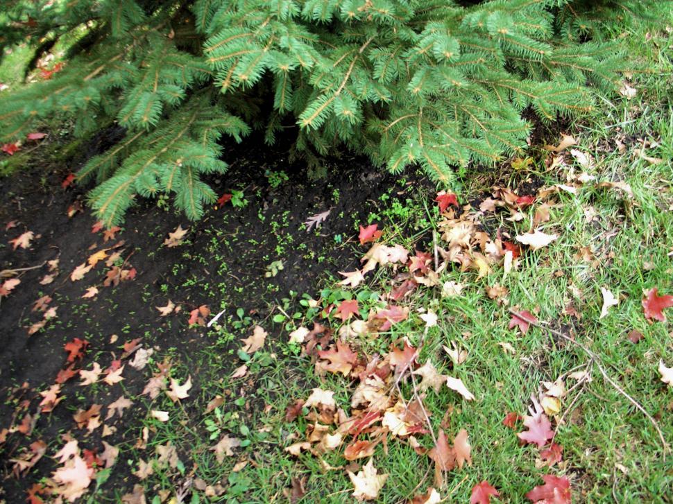 Free Image of Close Up of a Tree With Leaves on the Ground 