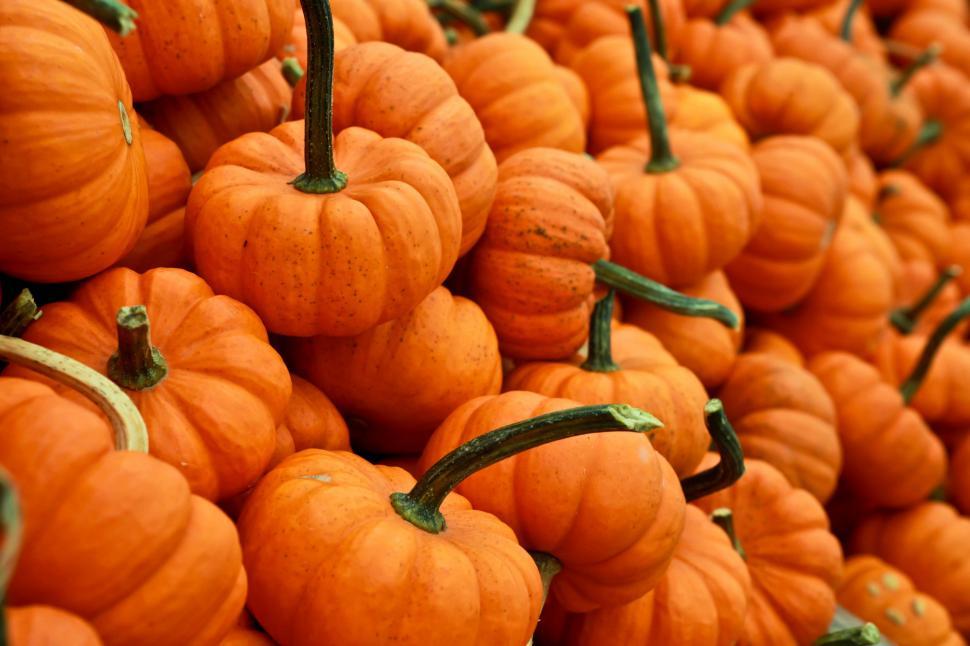 Free Image of Stack of Small Orange Pumpkins 