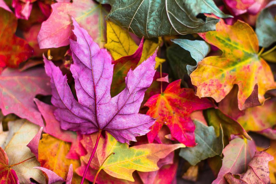 Free Image of Pile Of Fallen Leaves On The Ground 
