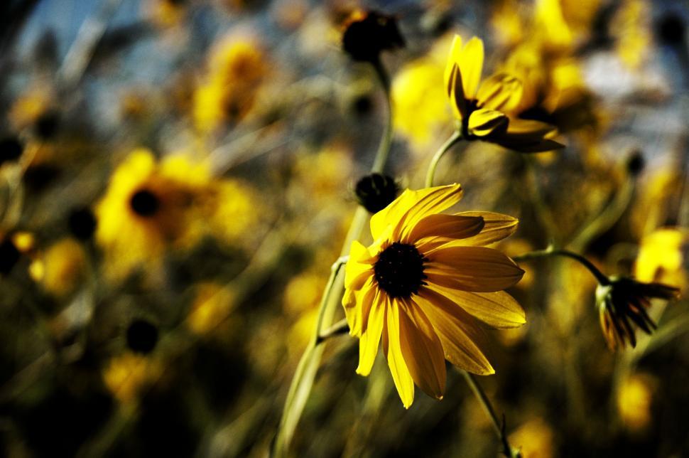 Free Image of Field of Sunflowers Under Blue Sky 