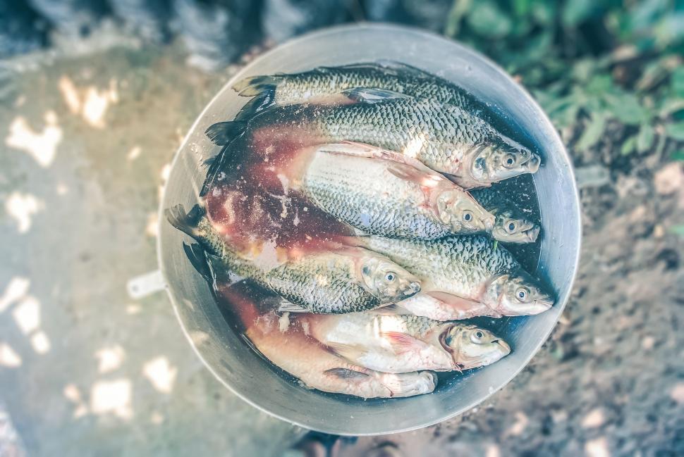 Free Image of Bucket Filled With Fish on Dirt Ground 