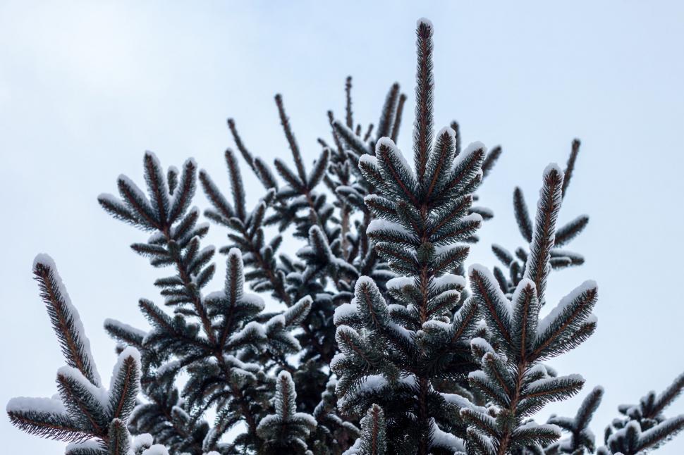 Free Image of Snow-Covered Tree Under Sky Background 