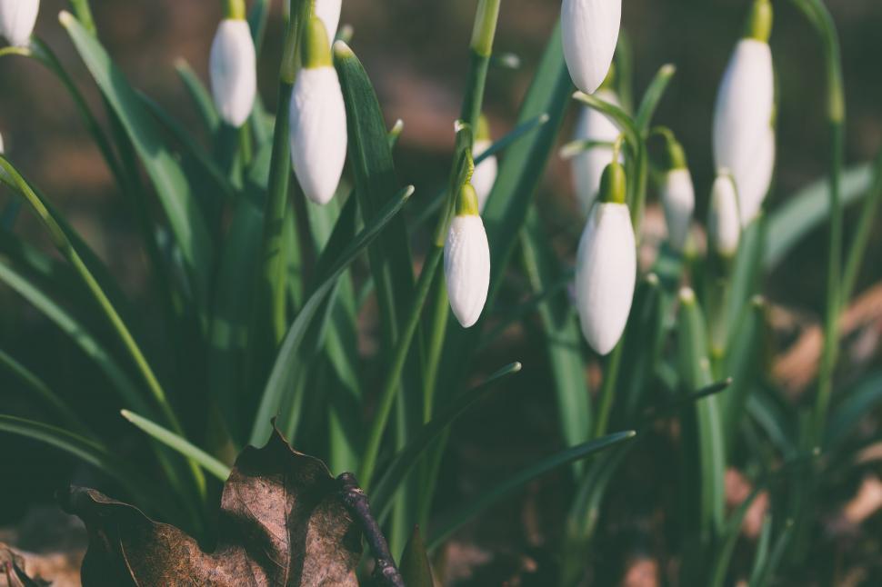 Free Image of Cluster of White Flowers Growing in Dirt 